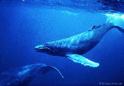 Pictures Of Whales Underwater. /WHALES/images/Whales3.jpg