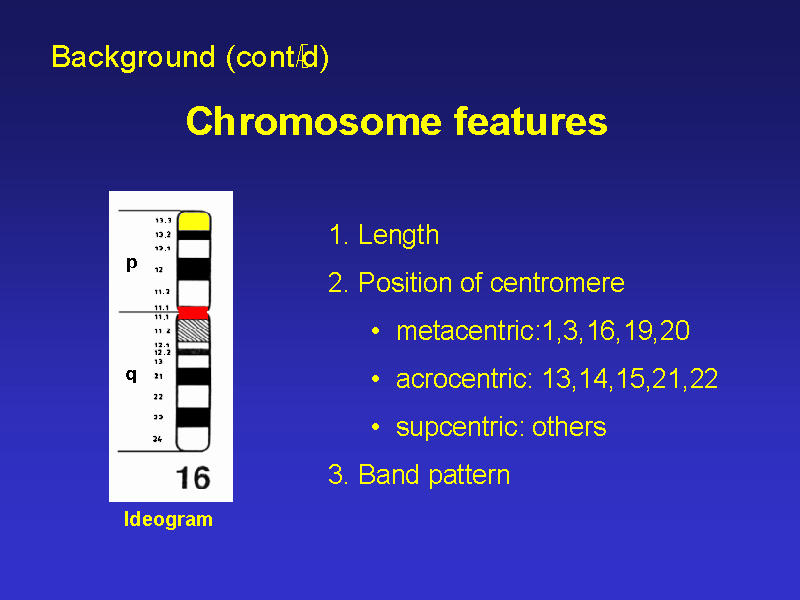 Chromosome features